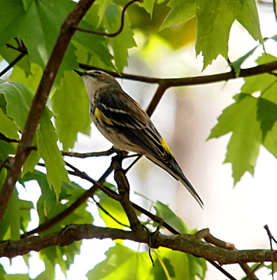 [Side view of the bird as she looks up into the tree. She's on a branch with green leaves around her, but she is fully visible. There is a small yellow patch on her left breast (the side facing us) and one on the lower part of her back. Her throat is white as is most of her belly. Her wings are a mix of brown, white, and grey. ]